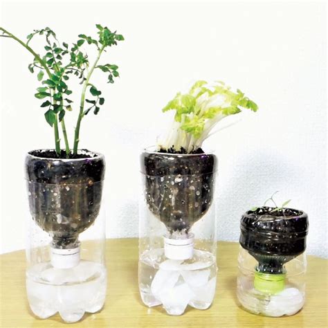 水耕容器diy|創造美麗綠意：水耕盆栽DIY指南 – 植物盆栽綠寶典